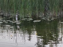 obj_1280x960_138443_034 Liebhaberst�ck f�r  Gro�stadtaussteiger in Mecklenburg