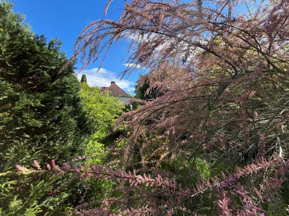 Garten Doppelhaush�lfte Berlin