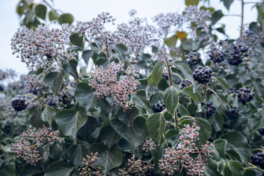 Pflanzen Einfamilienhaus Berlin
