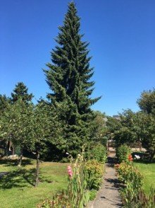 Gartenansicht +Mahlsdorf Nord,hinteres Grundst�ck+Bahnhofsn�he!