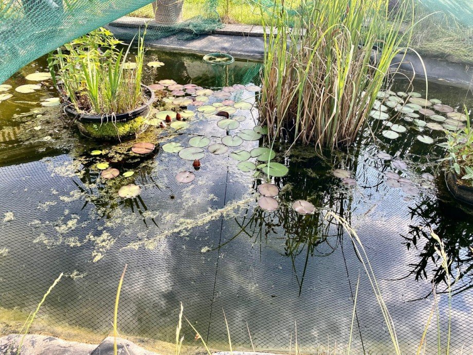 Teich Bungalow Berlin