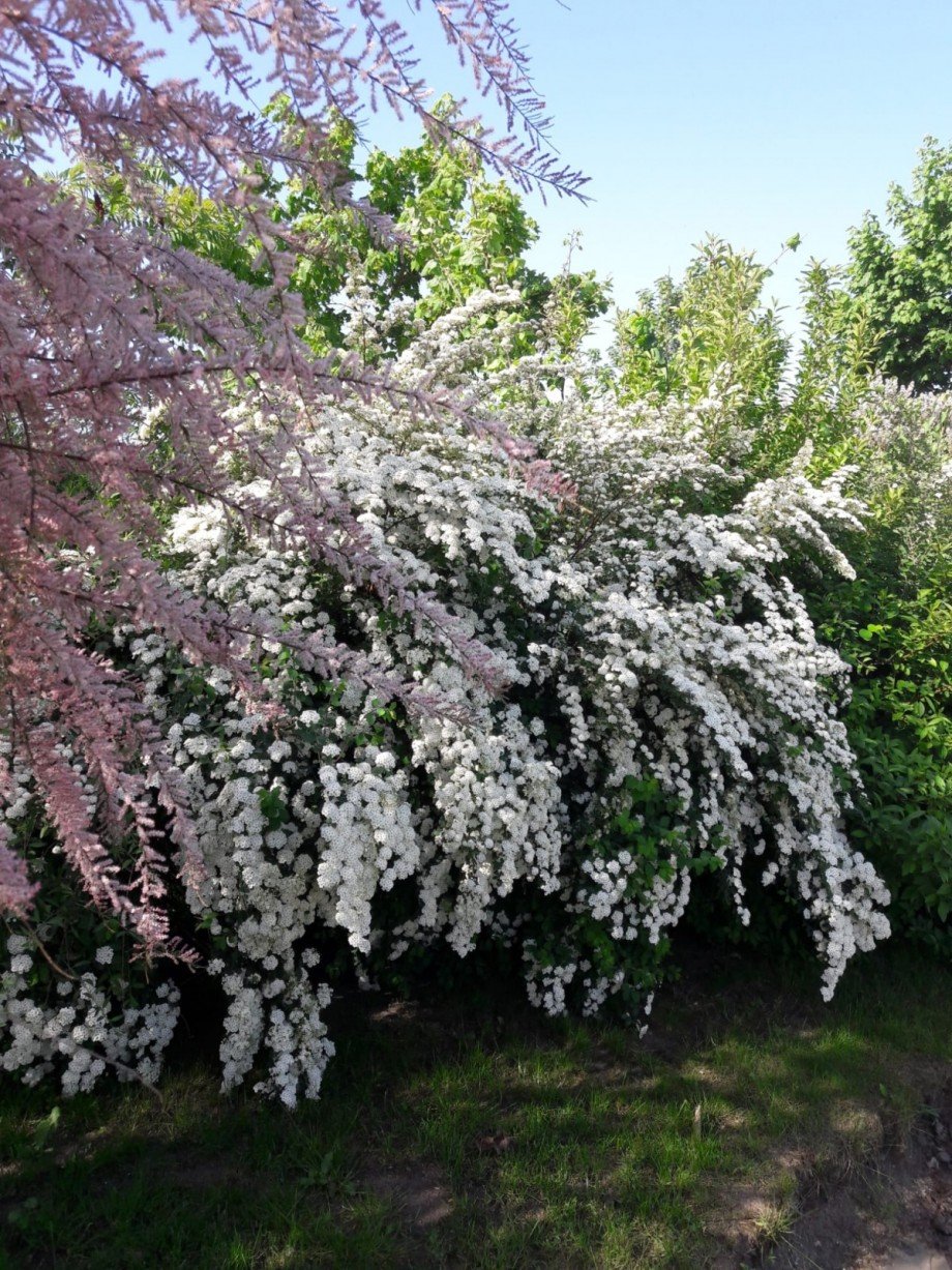 Hecke Sommer Einfamilienhaus Treplin